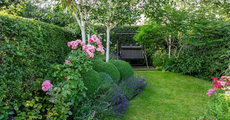 Place Tall Shrubs Back To Open The View