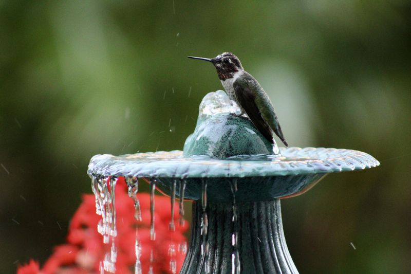 Place Water Where Birds Can Hover