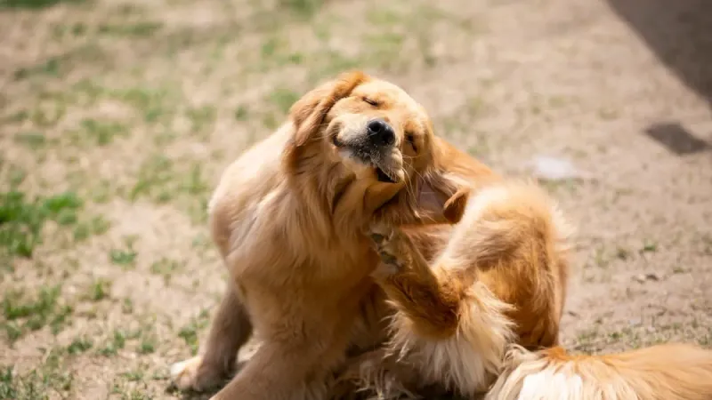 Places Where Pets Rest Or Pass Through Places Where Pets Rest Or Pass Through