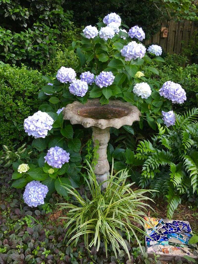 Placing Baths Near Dense Shrub Cover Shields Mosquitoes Placing Baths Near Dense Shrub Cover Shields Mosquitoes