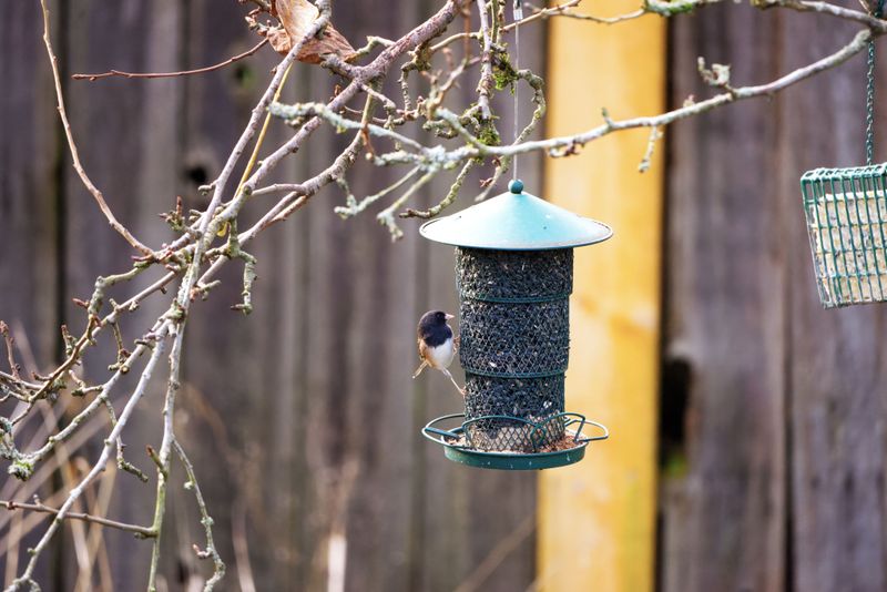 Placing Bird Feeders Too Close To The House