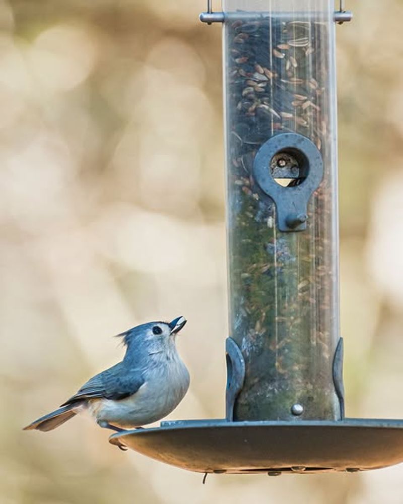 Placing Bird Feeders Where Rodents Gather
