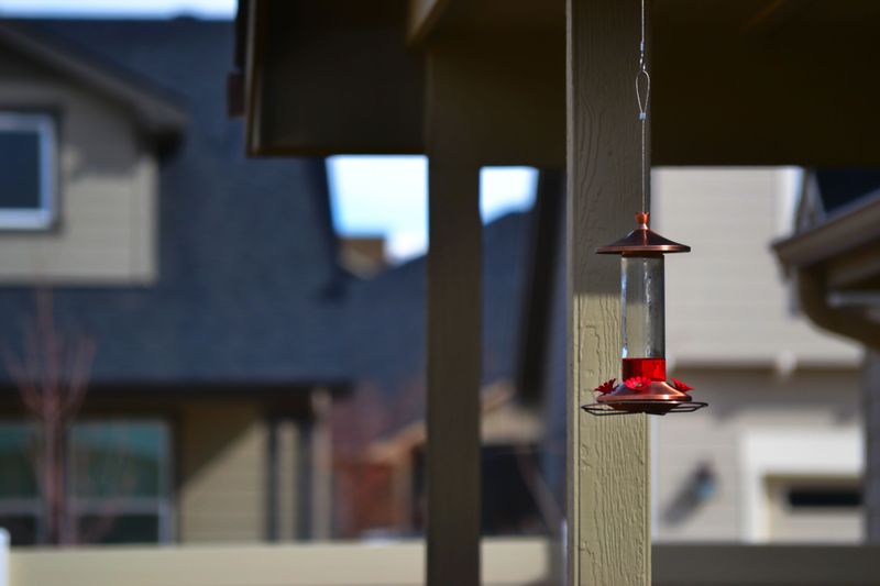 Placing Feeders Too Close To Busy Windows Placing Feeders Too Close To Busy Windows