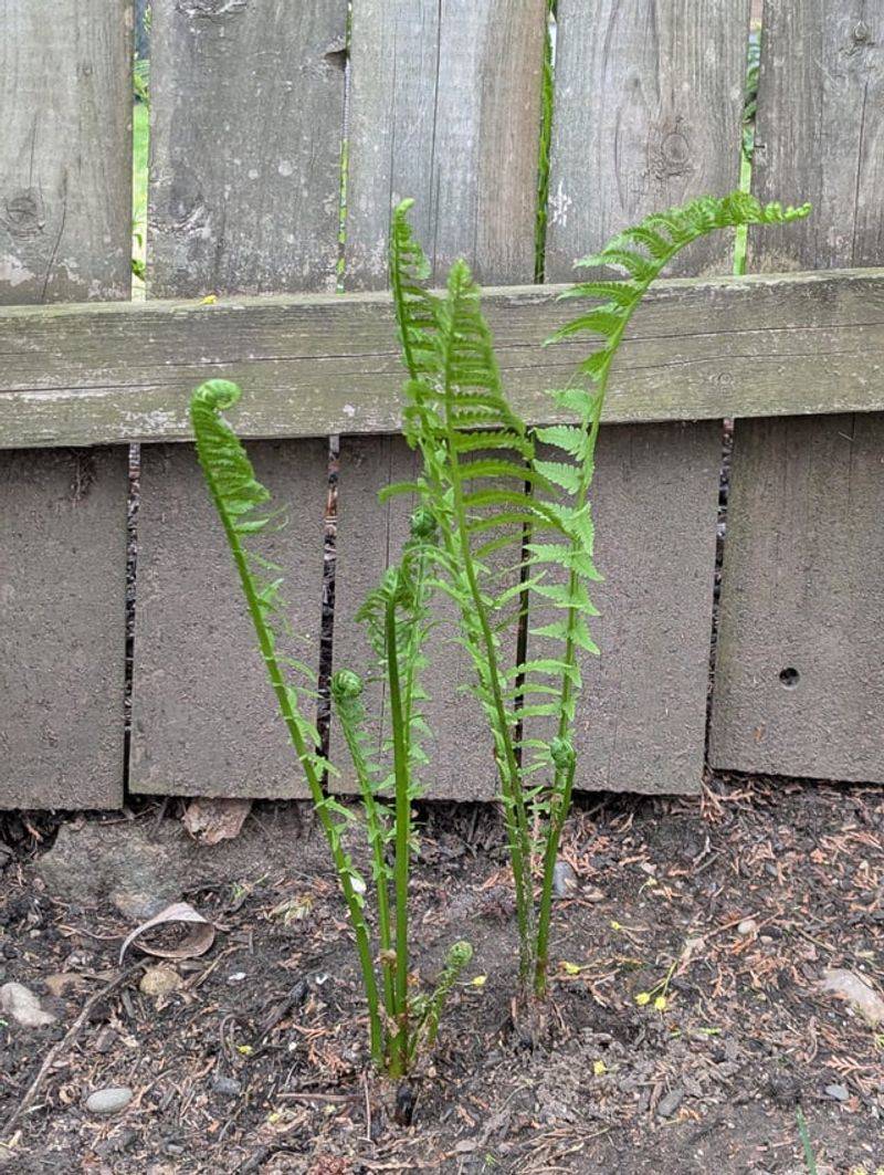 Placing Ferns Against Hot Pavement