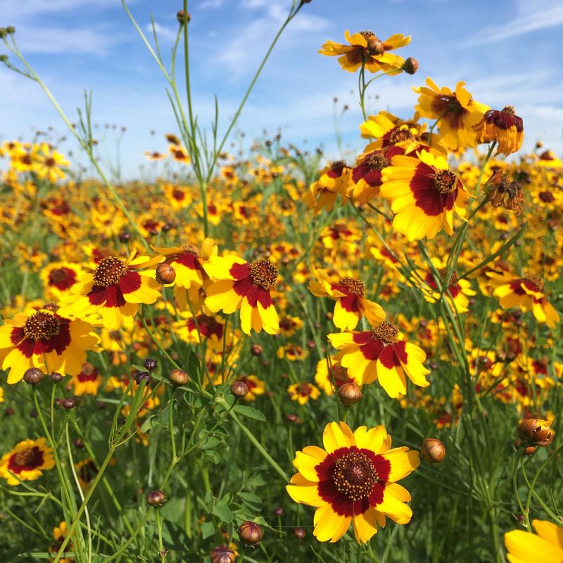 Plains Coreopsis Scatters Seed For Next Season