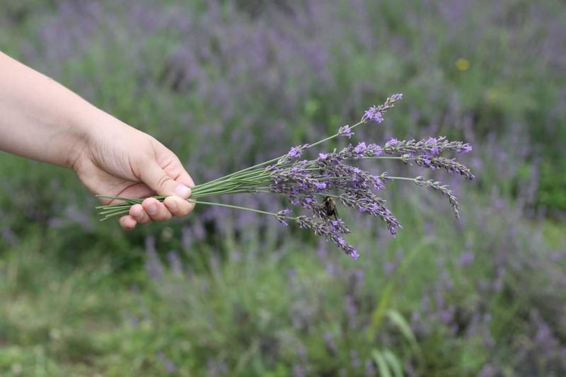 Plan A U-Pick Visit At Cedar Ridge Trails