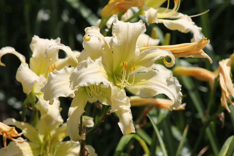 Plan Divisions For After Bloom Season Ends