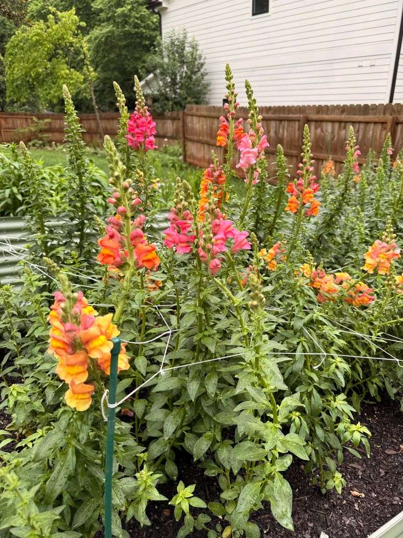 Plan Fall Snapdragons Before September Arrives