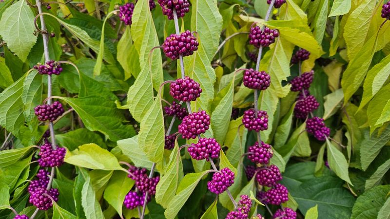 Plan For A Shrub That Spreads Wide