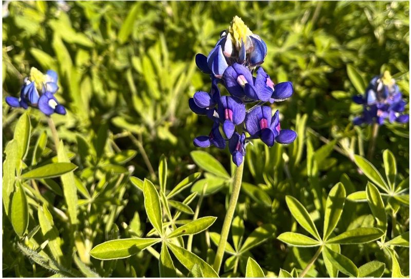 Plant A Diversity Of Native Flowers Plant A Diversity Of Native Flowers