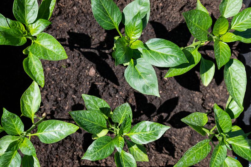 Plant After May 15 In Virginia, Wait For Warm Soil