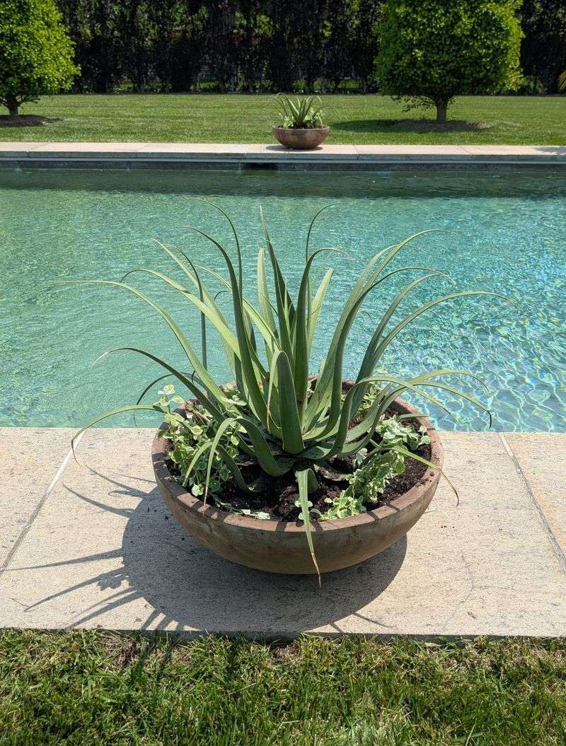 Plant Agave Where Reflected Heat Gets Intense