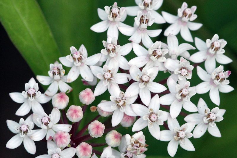 Plant Aquatic Milkweed Where Soil Stays Moist