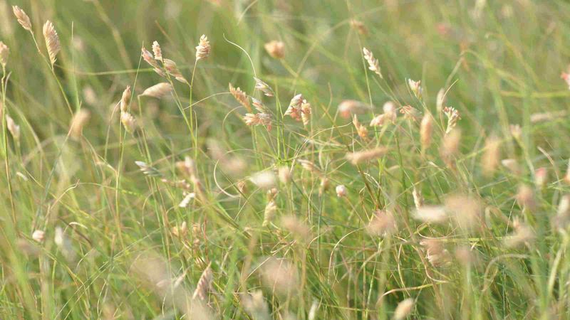 Plant Armadillo-Resistant Landscaping