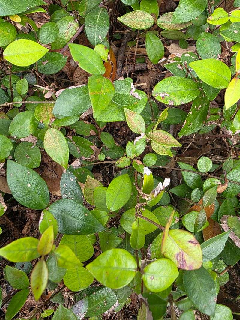 Plant Asiatic Jasmine In Tough Spots Plant Asiatic Jasmine In Tough Spots