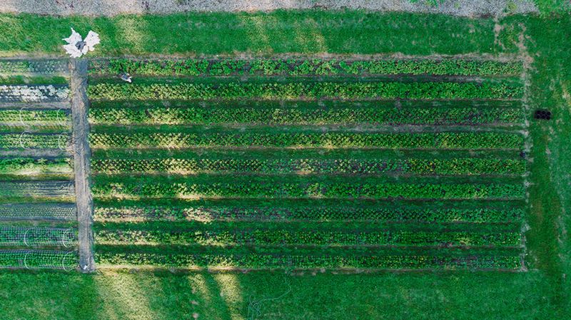 Plant At The Correct Spacing (12 Inches Apart, Rows 5-6 Feet Apart)