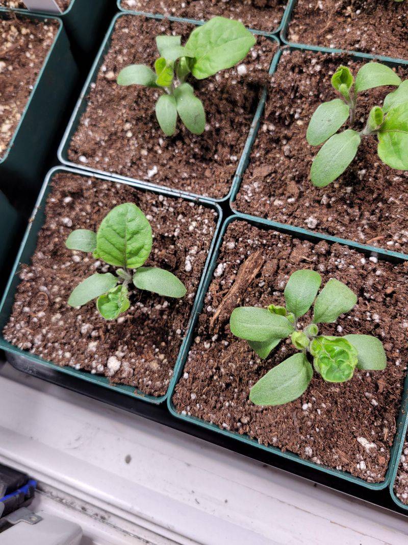Plant At The Right Time And You Are Already Ahead