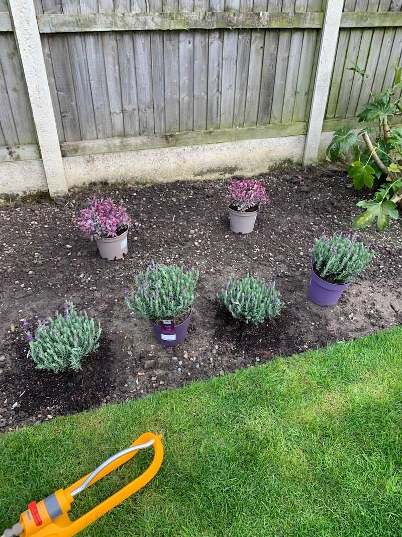 Plant At The Same Soil Level