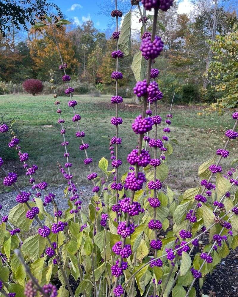 Plant Beautyberry For Habitat Layers