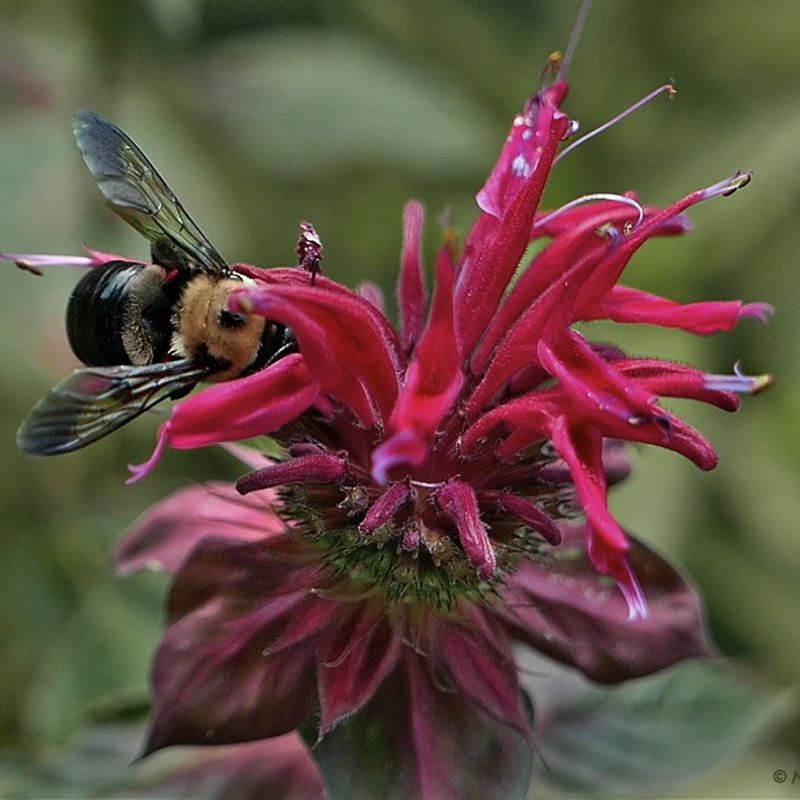Plant Bee Balm Away From Porch Rails