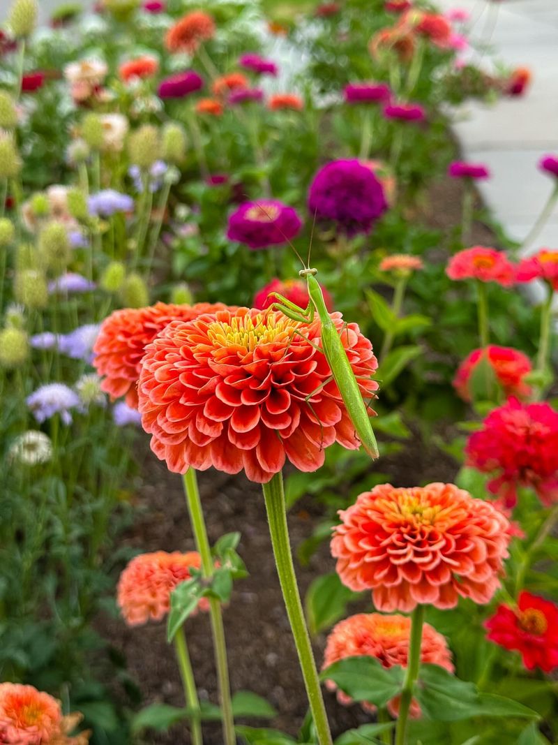 Plant Beneficial Flowering Plants