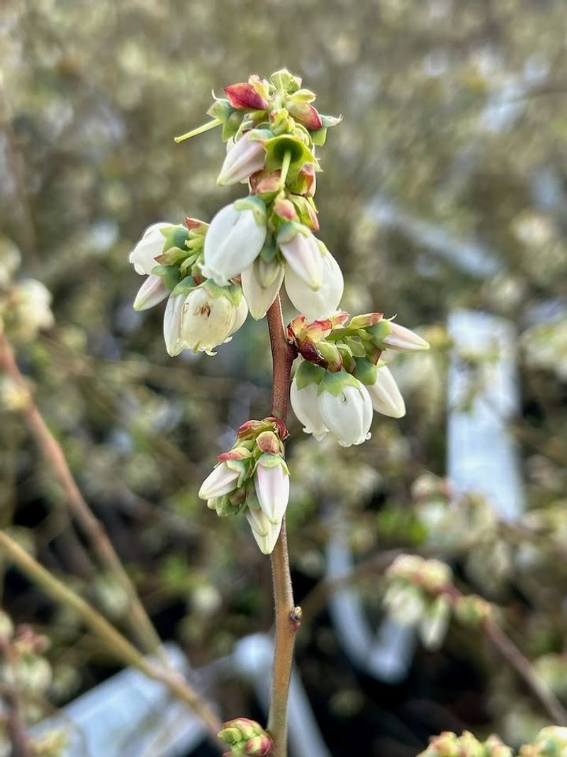 Plant Blueberries For Spring Flowers And Edible Fruit