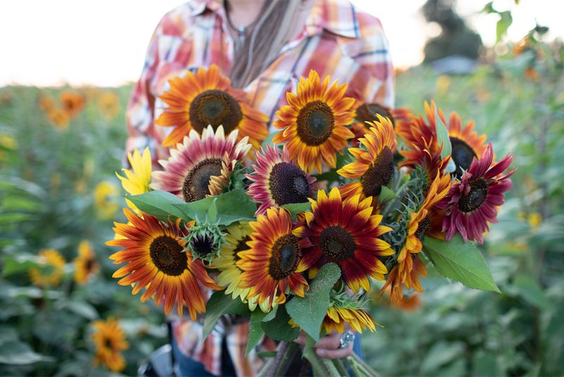 Plant Branching Sunflowers For More Than One Cut Plant Branching Sunflowers For More Than One Cut