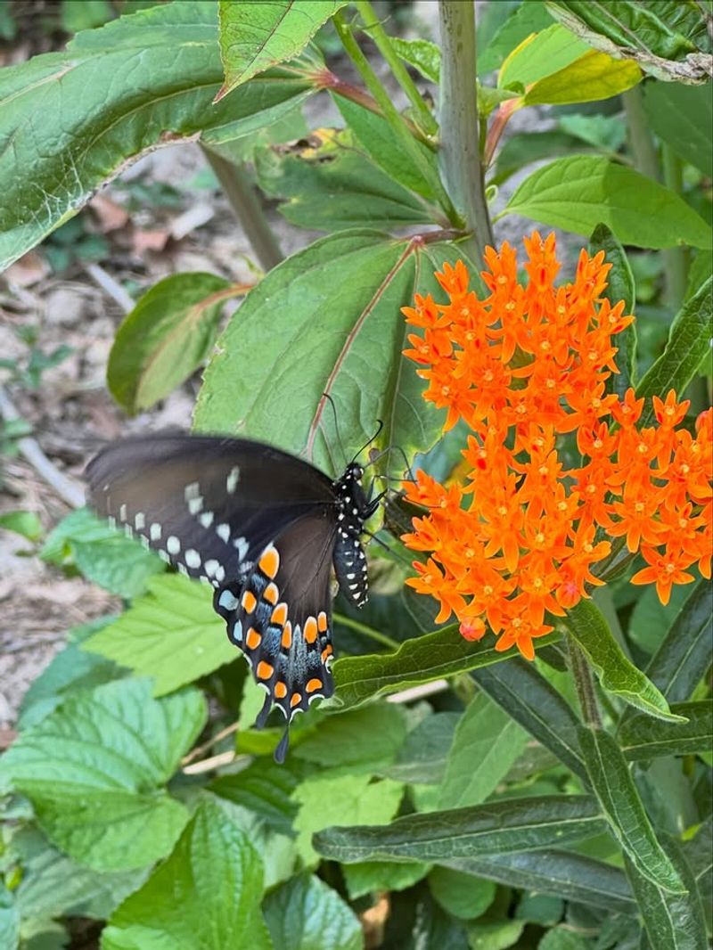 Plant Butterfly Weed In Sunny Beds