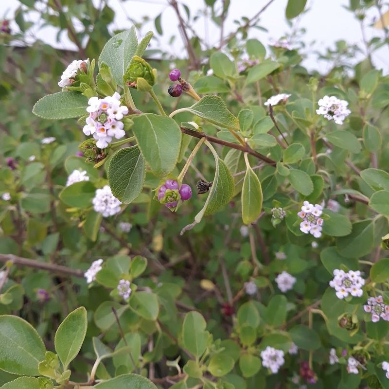 Plant Buttonsage For Small Flowers In Hot Sandy Sites