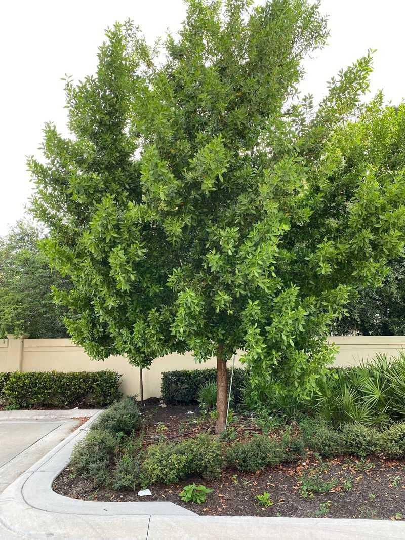 Plant Buttonwood Along Sunny Coastal Driveways