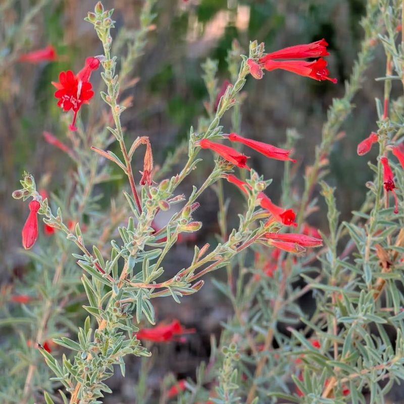 Plant California Fuchsia For Late Summer Sparks