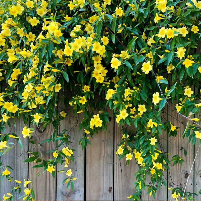 Plant Carolina Jessamine For A Fence-Friendly Native Vine
