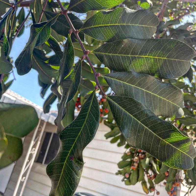 Plant Carrotwood Thinking It Is A Harmless Shade Tree