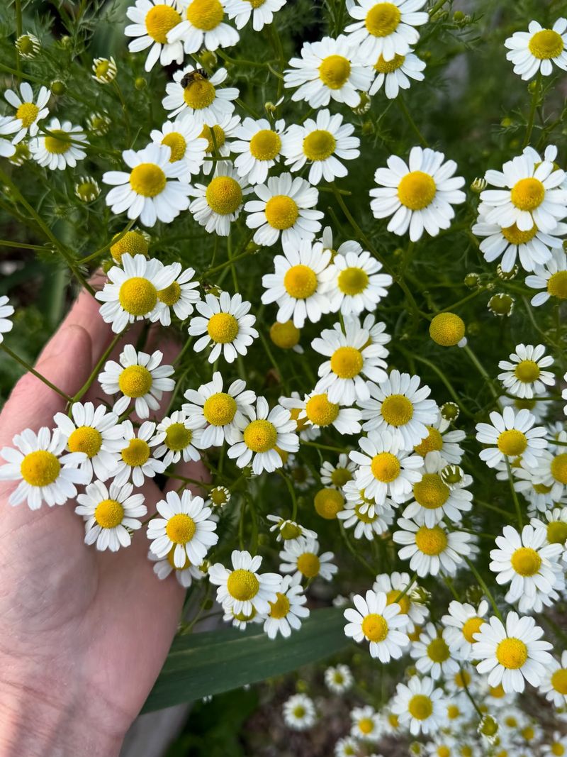 Plant Chamomile To Invite Tiny Wasps