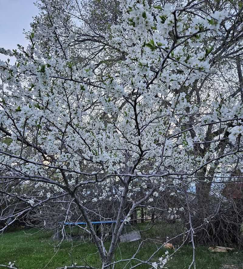 Plant Chickasaw Plum For Thicket-Style Breeding Cover Plant Chickasaw Plum For Thicket-Style Breeding Cover