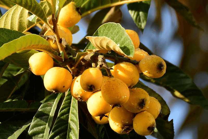 Plant Chickasaw Plum For Thickets Birds Can Use