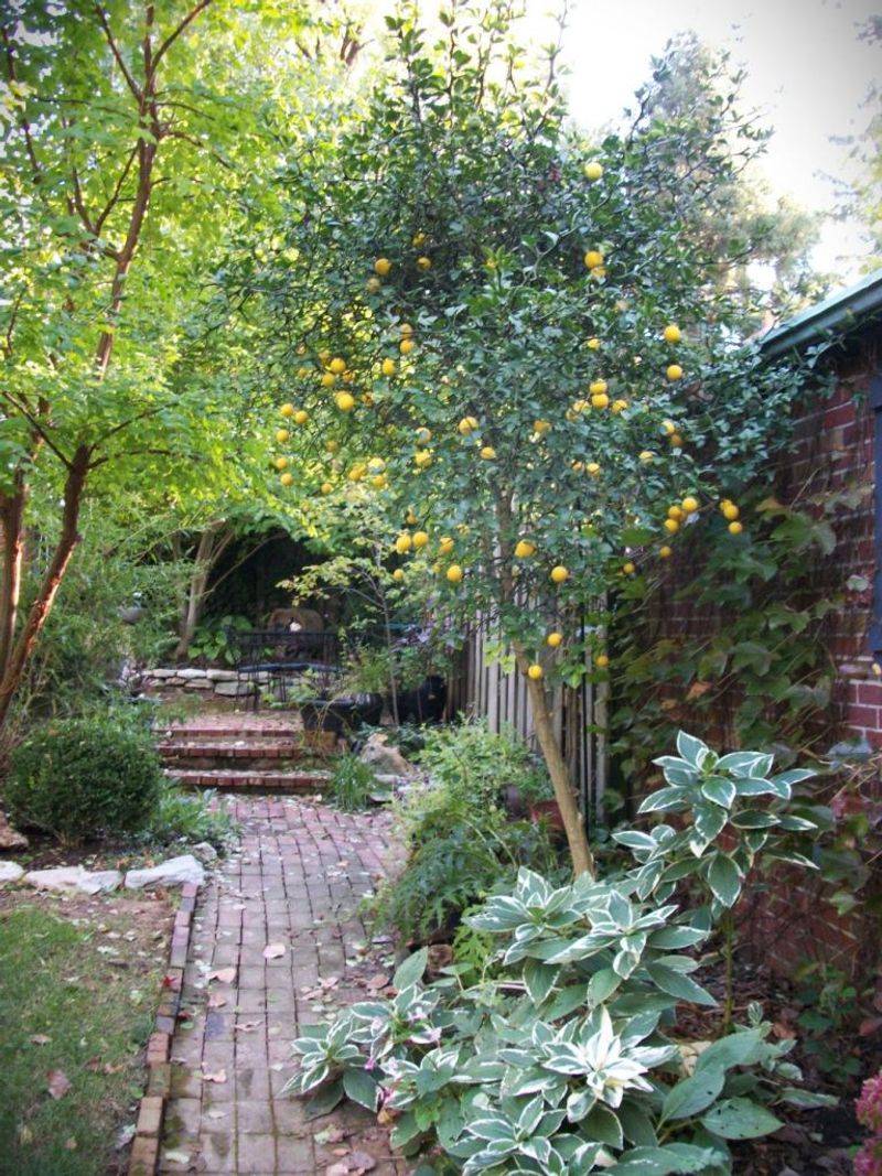 Plant Citrus Where Front Yard Space And Rules Allow