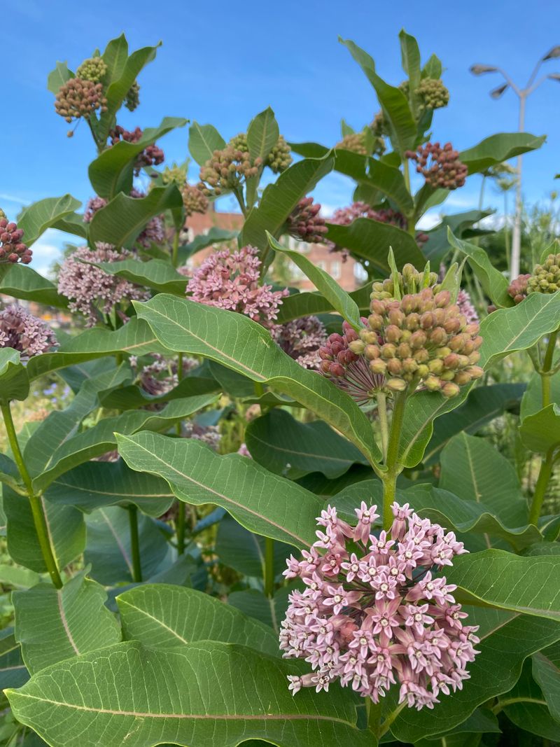 Plant Common Milkweed For Caterpillars Plant Common Milkweed For Caterpillars