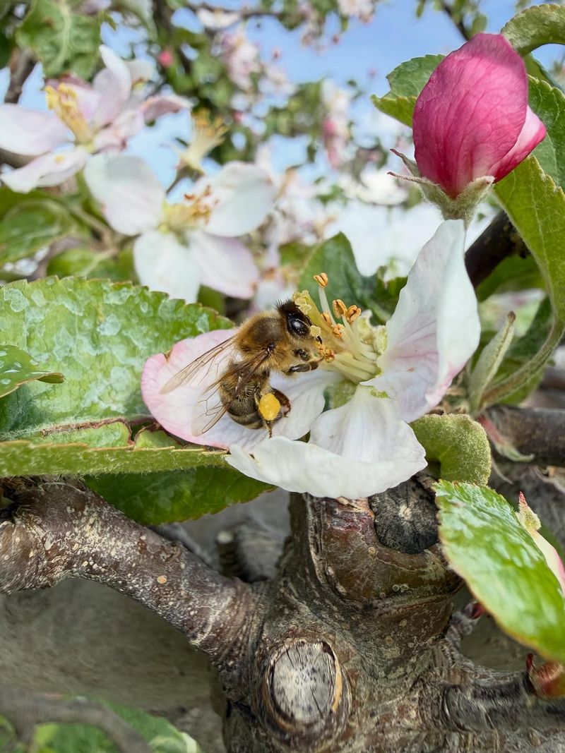 Plant Compatible Pollinizers Nearby