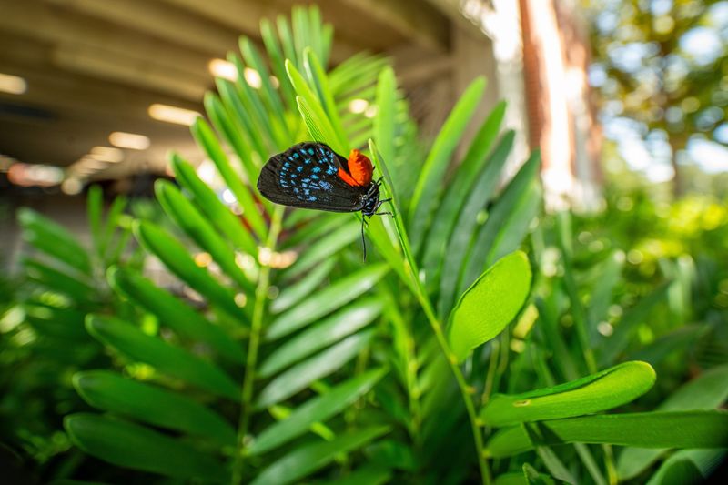 Plant Coontie For Low Drought-Tough Wildlife Value