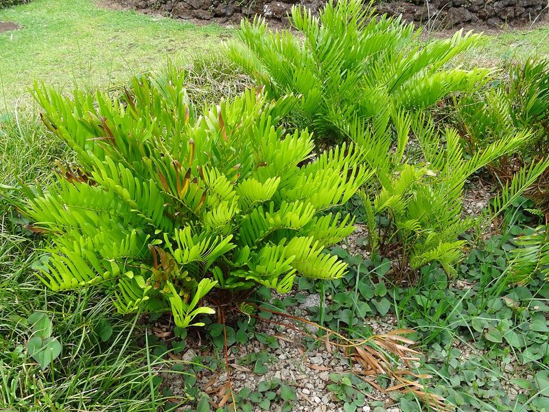 Plant Coontie Once For A Tough Native Foundation