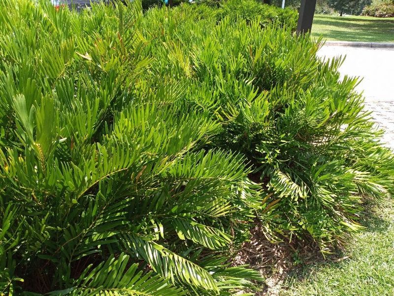 Plant Coontie To Fill Shady Gaps Under Shrubs Plant Coontie To Fill Shady Gaps Under Shrubs