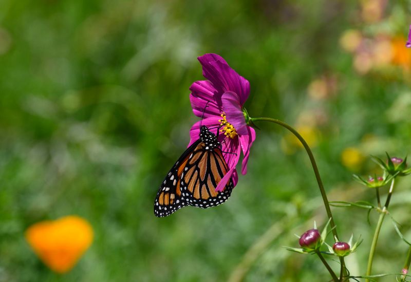 Plant Cosmos For Easy Flowers