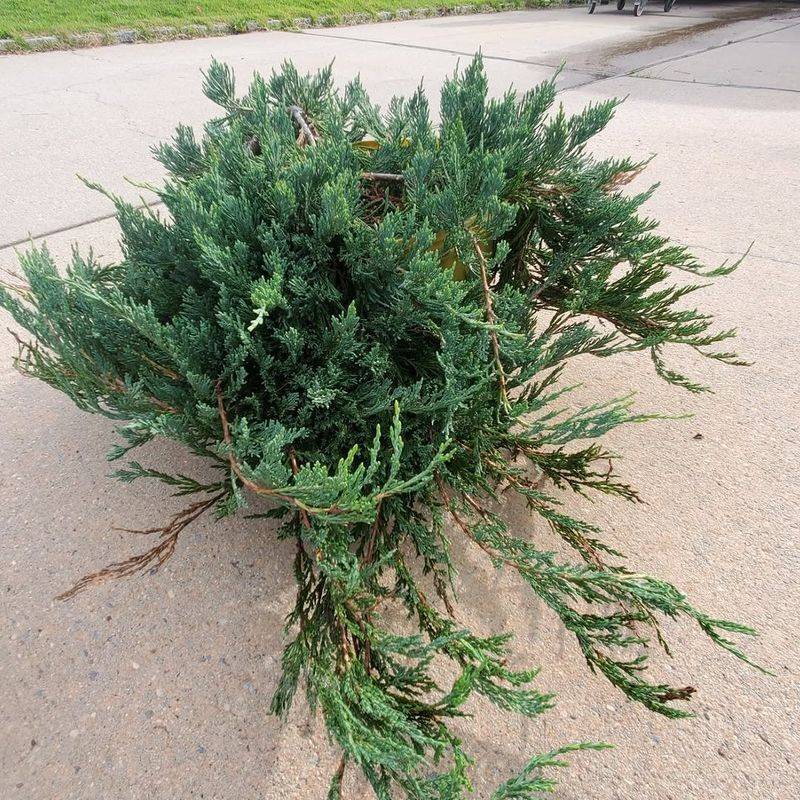 Plant Creeping Juniper To Tidy Sunny Slopes Plant Creeping Juniper To Tidy Sunny Slopes