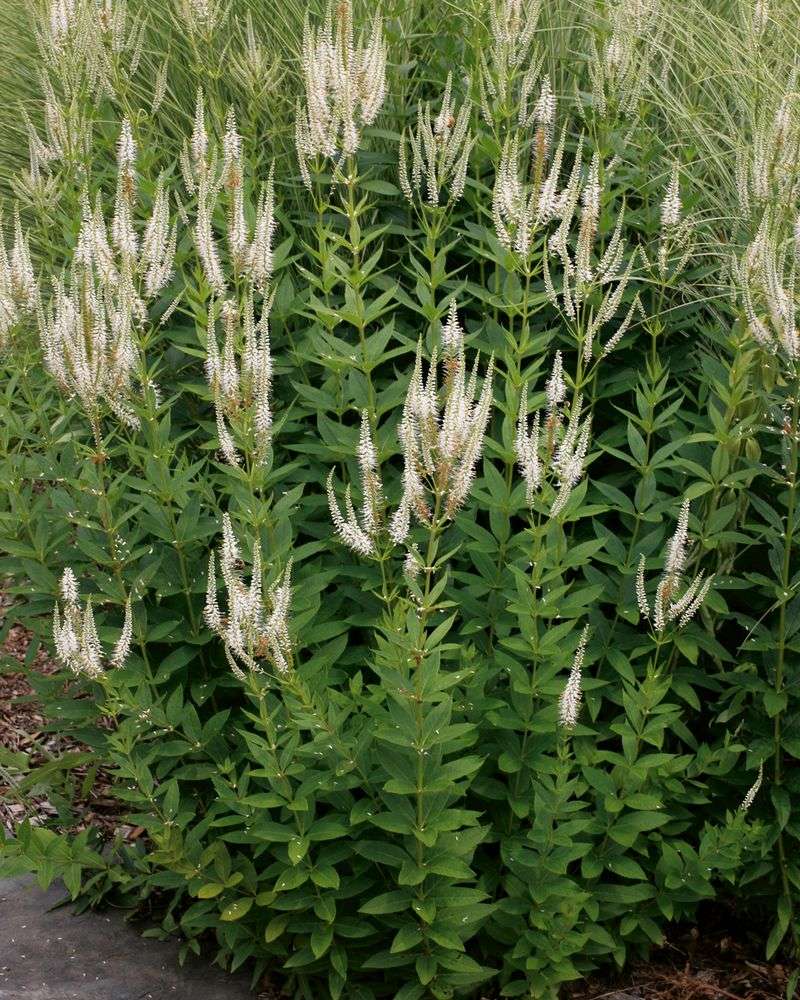 Plant Culver's Root For Filtered Shade And Vertical Bloom