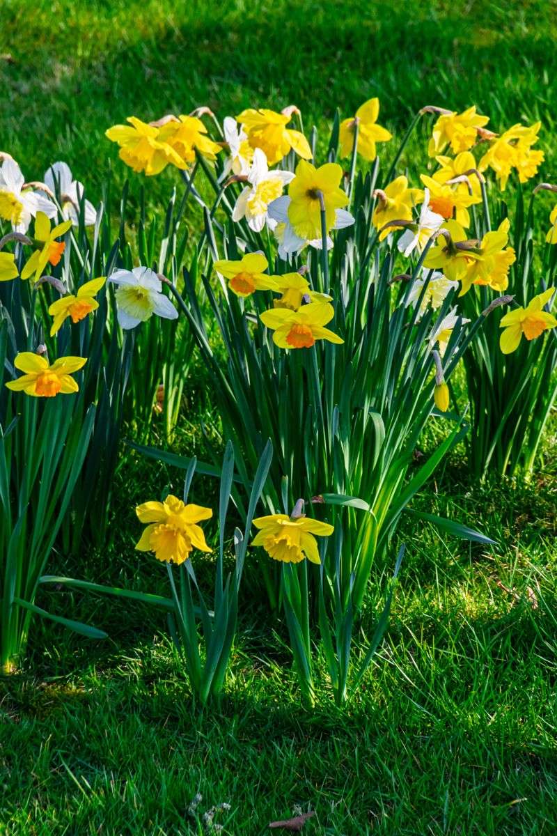 Plant Daffodils And Alliums Around The Yard