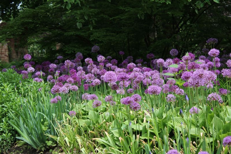 Plant Daffodils And Alliums As Natural Barriers Plant Daffodils And Alliums As Natural Barriers