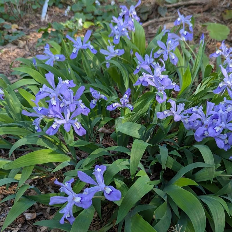 Plant Dwarf Crested Iris Along Part-Shade Borders Plant Dwarf Crested Iris Along Part-Shade Borders