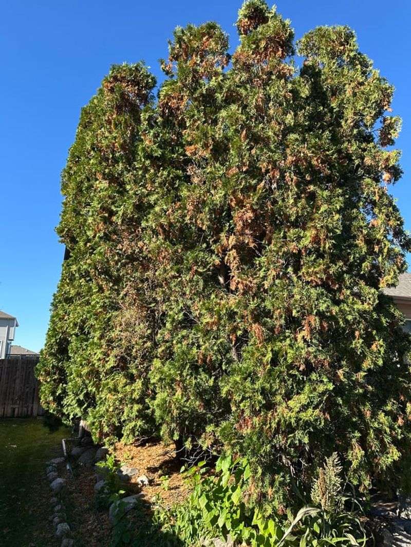 Plant Eastern Arborvitae For Dense Screens Plant Eastern Arborvitae For Dense Screens