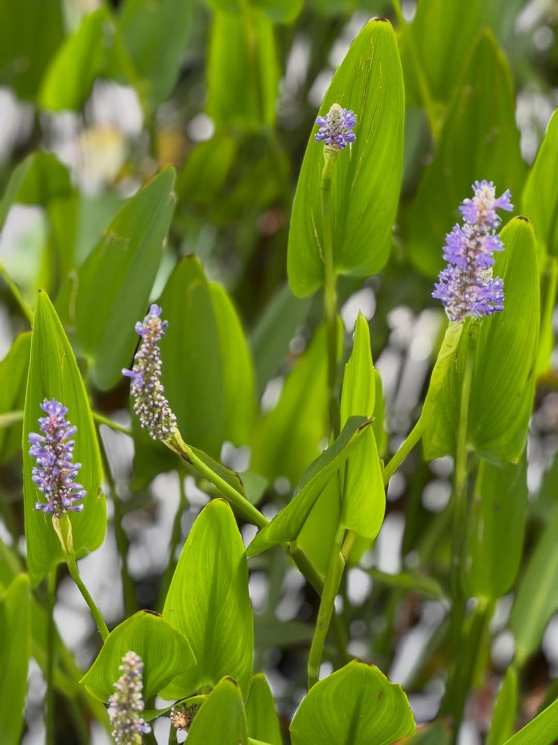 Plant Emergent And Aquatic Vegetation Around Water